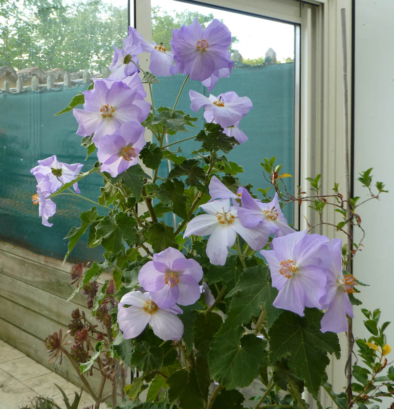 Abutilon vitifolium